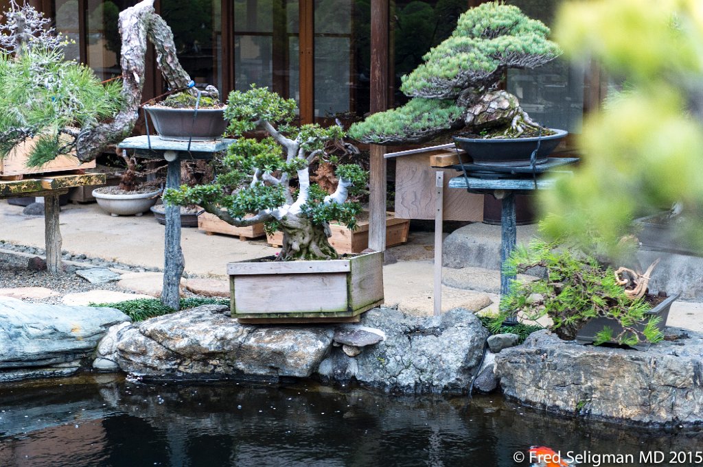 20150310_161906 D4S.jpg - Bonsai Museum and Gardens Tokyo, a famous garden more than 400 years old. Rare bonsai are more than 500 years old.